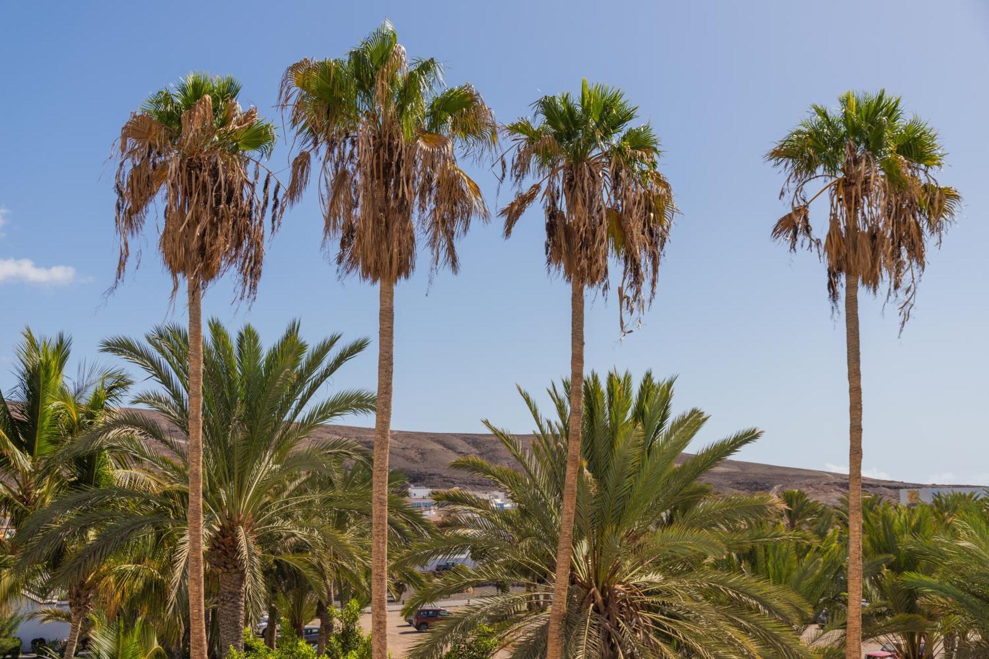 Palm Beach Fuerteventura Tarajalejo Zewnętrze zdjęcie